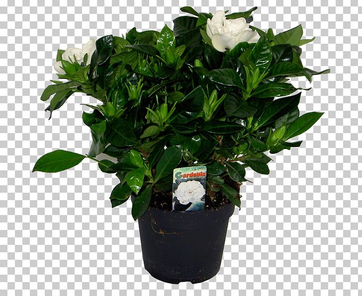 Cape Jasmine Houseplant Garden Flowerpot PNG, Clipart, Cape Jasmine, Cut Flowers, Evergreen, Flower, Flowering Plant Free PNG Download