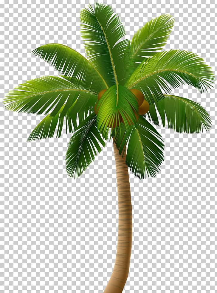 Graphics Portable Network Graphics Illustration Drawing PNG, Clipart, Arecales, Borassus Flabellifer, Coconut, Date Palm, Drawing Free PNG Download
