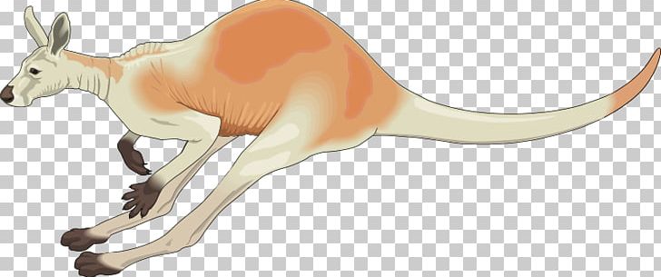 Red Kangaroo Koala Macropods PNG, Clipart, Animal Figure, Download, Eastern Grey Kangaroo, Fauna, Jaw Free PNG Download