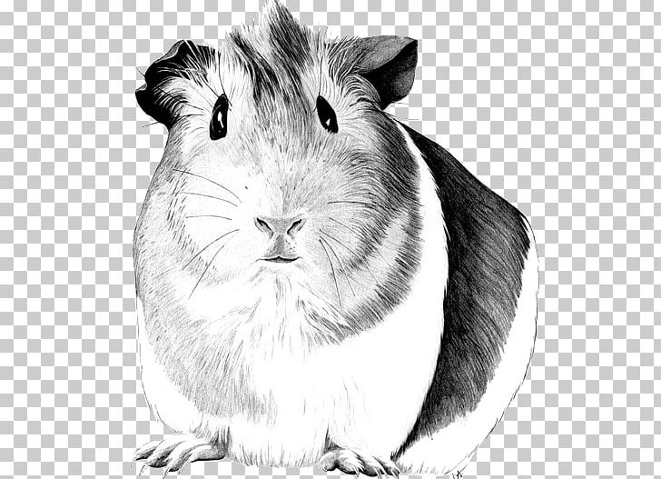 Sheltie Pig Drawing Pet PNG, Clipart, Animal, Animals, Art, Black And White, Coloring Book Free PNG Download