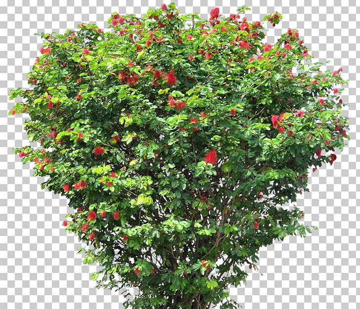 Shrub Tree Architectural Rendering PNG, Clipart, Architectural Rendering, Branch, Computer Icons, Conifers, Evergreen Free PNG Download
