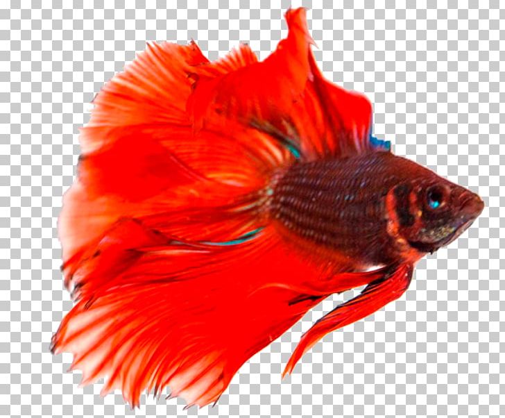Siamese Fighting Fish Breed PNG, Clipart, Anabantoidei, Animals, Aquarium, Background, Betta Free PNG Download