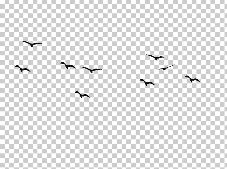 Bird Flight Swallow Silhouette Drawing PNG, Clipart, Animals, Beak, Bird, Bird Flight, Bird Migration Free PNG Download
