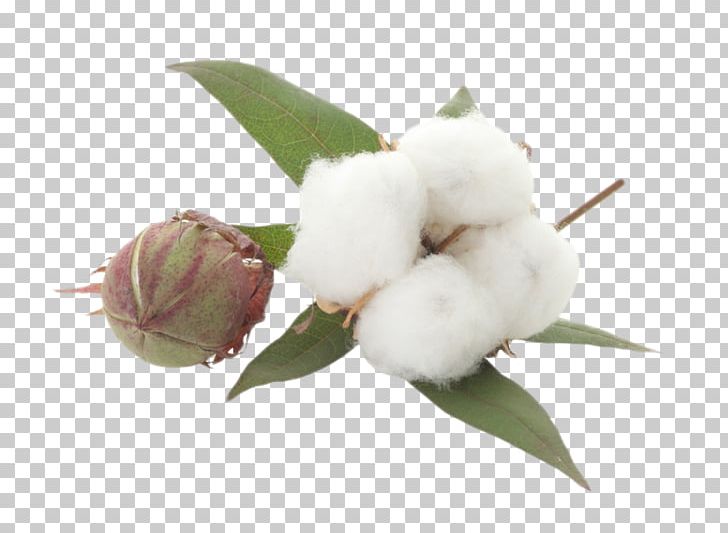 Cotton Portable Network Graphics Textile PNG, Clipart, Bud, Cotton, Cotton Flower, Flower, Information Free PNG Download