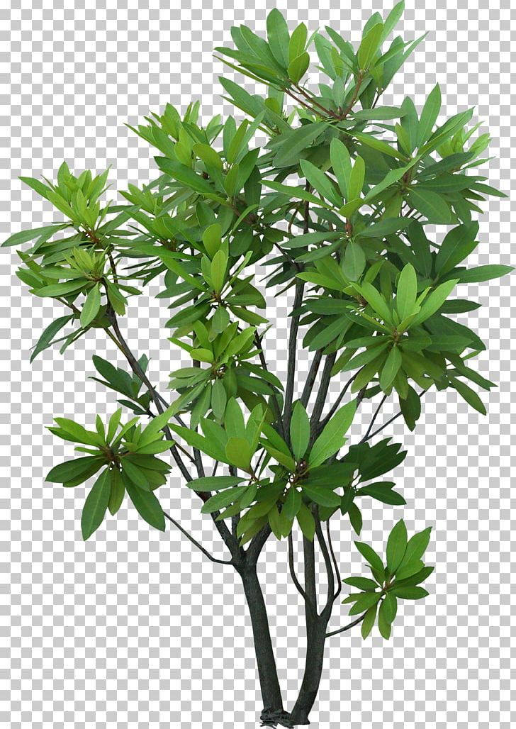 Tree Shrub Plant Evergreen Garden PNG, Clipart, Branch, Evergreen, Flowerpot, Garden, Landscape Architecture Free PNG Download