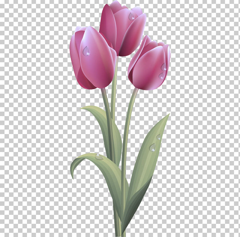Flower Bouquet PNG, Clipart, Boat Orchid, Bud, Cut Flowers, Floristry, Flower Free PNG Download
