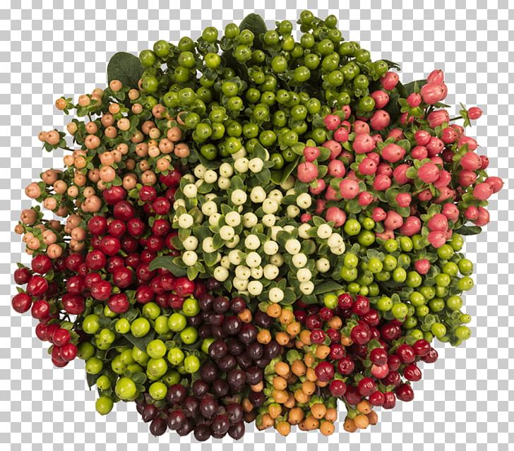 Berry Food Vegetarian Cuisine Grape Perforate St John's-wort PNG, Clipart, Berry, Bestas, Chain, Coffee, Color Free PNG Download