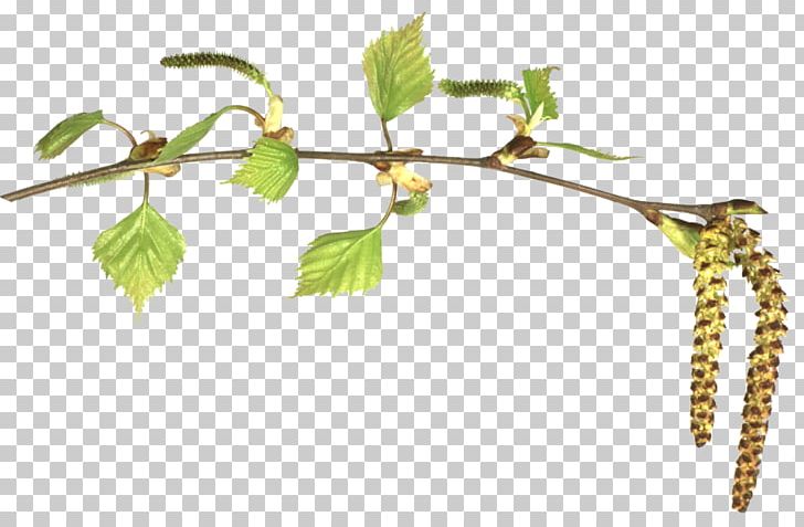 Birch Leaf Branch PNG, Clipart, Betulaceae, Birch, Body Jewelry, Branch, Bud Free PNG Download