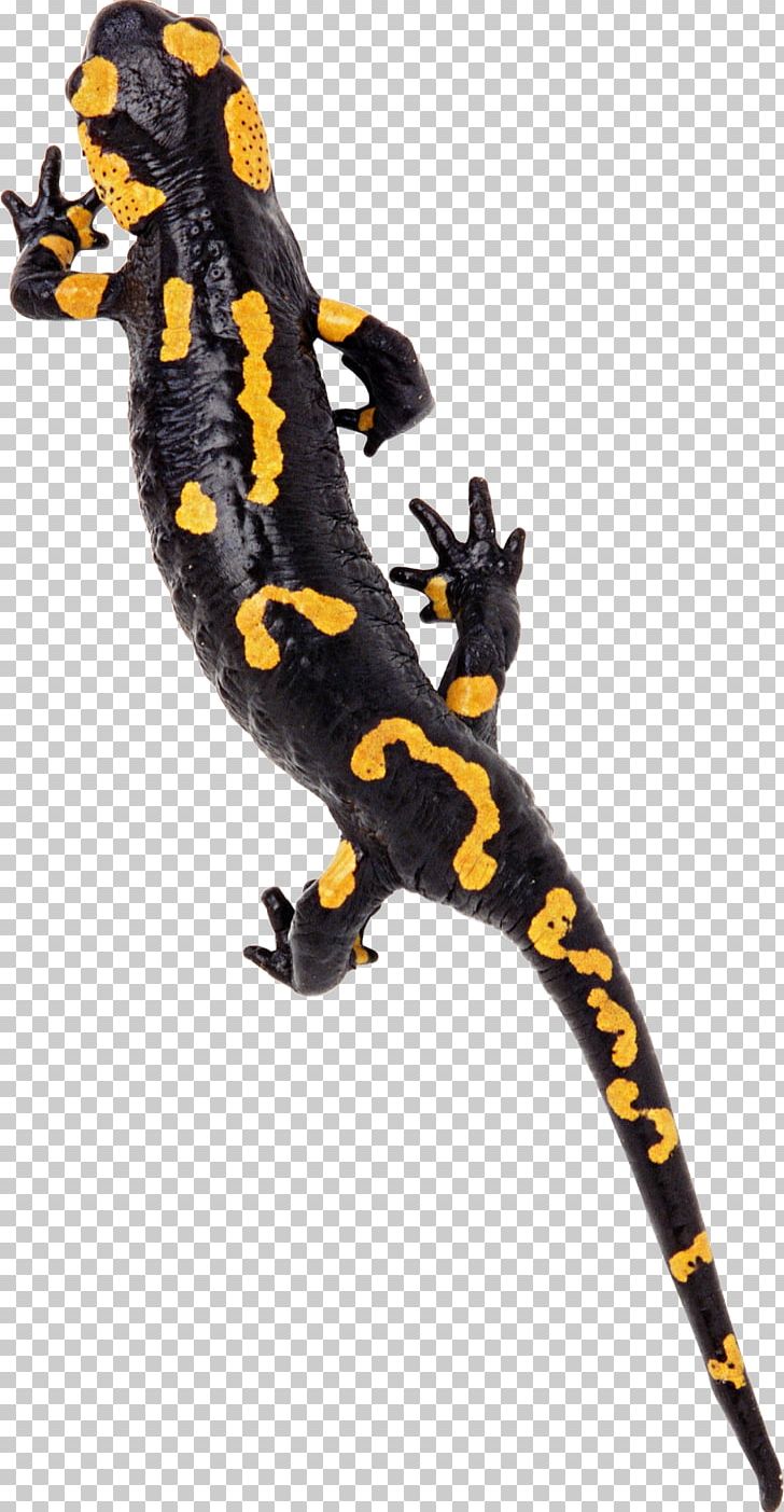 Lizard Reptile Amphibian Turtle PNG, Clipart, Amphibian, Animal, Animal Figure, Animals, Computer Icons Free PNG Download