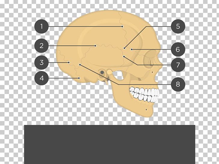Skull Parietal Bone Lebeční šev Anatomy Coronal Suture PNG, Clipart, Anatomy, Angle, Bone, Coronal Suture, Diagram Free PNG Download