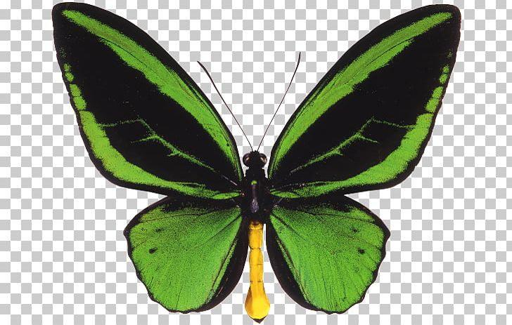 Butterfly Ornithoptera Priamus Queen Alexandra's Birdwing Trogonoptera PNG, Clipart,  Free PNG Download