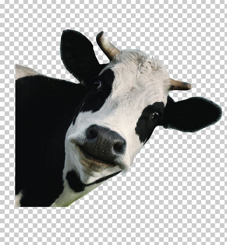 Holstein Friesian Cattle Jersey Cattle Milk Calf Dairy Cattle PNG, Clipart, Animals, Beef, Calf, Cattle, Cattle Like Mammal Free PNG Download