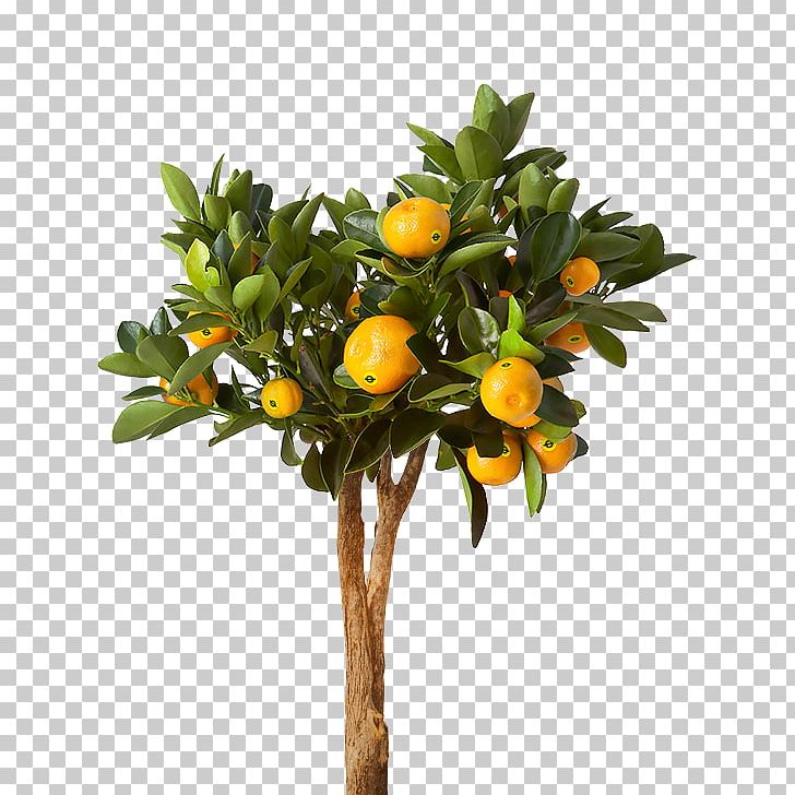 Houseplant Flowerpot IKEA Lemon PNG, Clipart, Branch, Calamondin, Citrus, Deviantart, Dragon Tree Free PNG Download