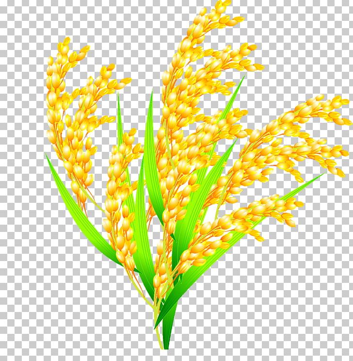 Rice Euclidean Oryza Sativa PNG, Clipart, Branch, Brown Rice, Bumper, Commodity, Download Free PNG Download