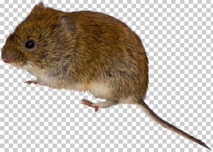 Rodent Mouse Meadow Vole Rat PNG, Clipart, Animals, Bank Vole, Common Vole, Cricetidae, Dormouse Free PNG Download
