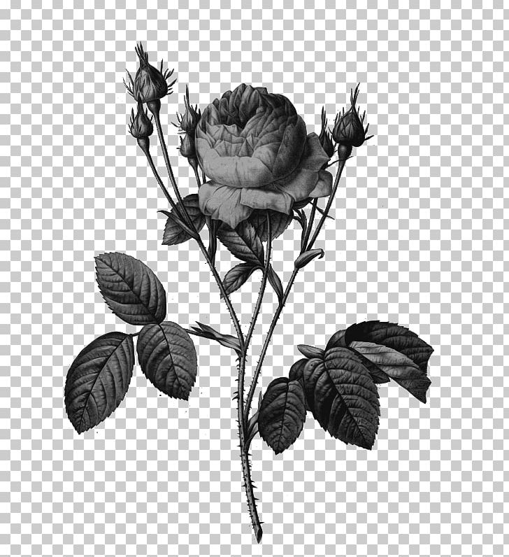 Work Of Art Cabbage Rose Printing Decoupage PNG, Clipart, Art, Artist, Art Museum, Black And White, Botany Free PNG Download
