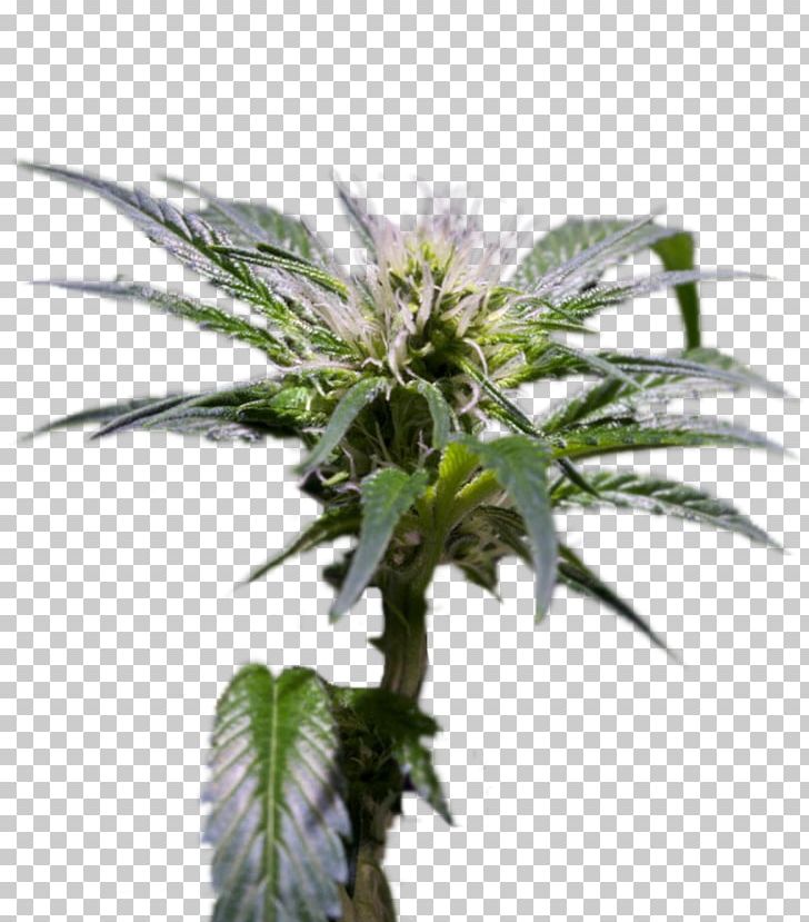Hemp Feminized Cannabis Seed Cultivar Cash On Delivery PNG, Clipart, Award, Cannabis, Cash On Delivery, Championship, Cultivar Free PNG Download
