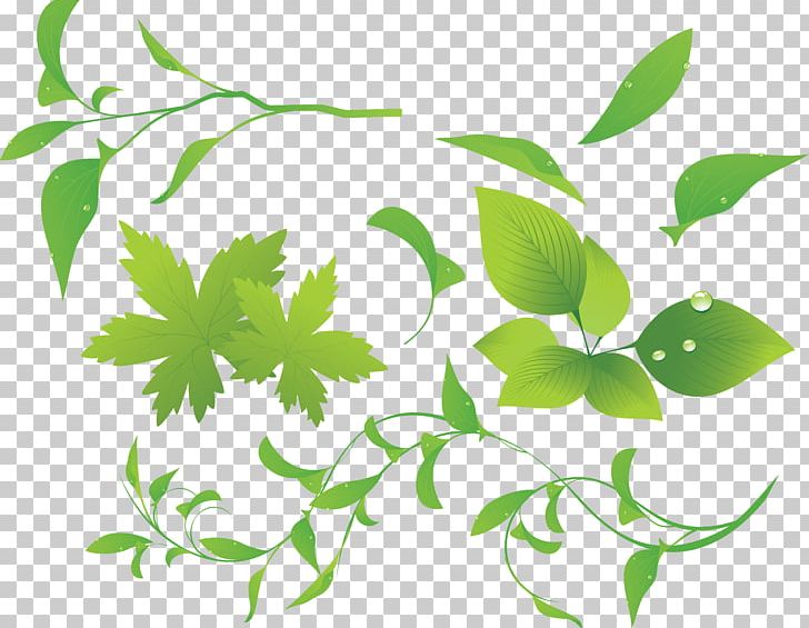 Plant PNG, Clipart, Bamboo, Branch, Cdr, Encapsulated Postscript, Flora Free PNG Download