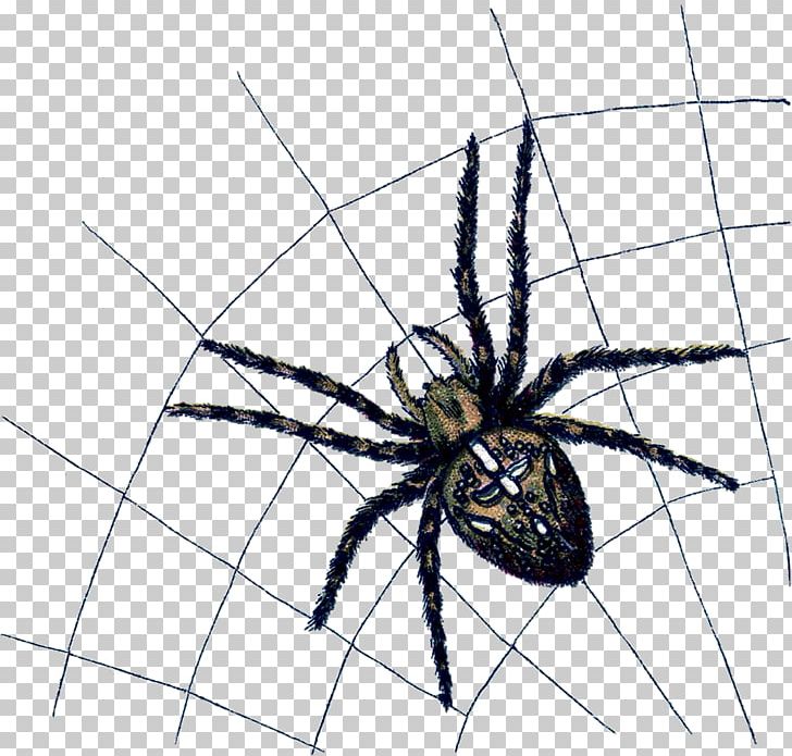 Widow Spiders Angulate Orbweavers Arthropod Animal PNG, Clipart, Angulate Orbweavers, Animal, Arachnid, Araneus, Arthropod Free PNG Download