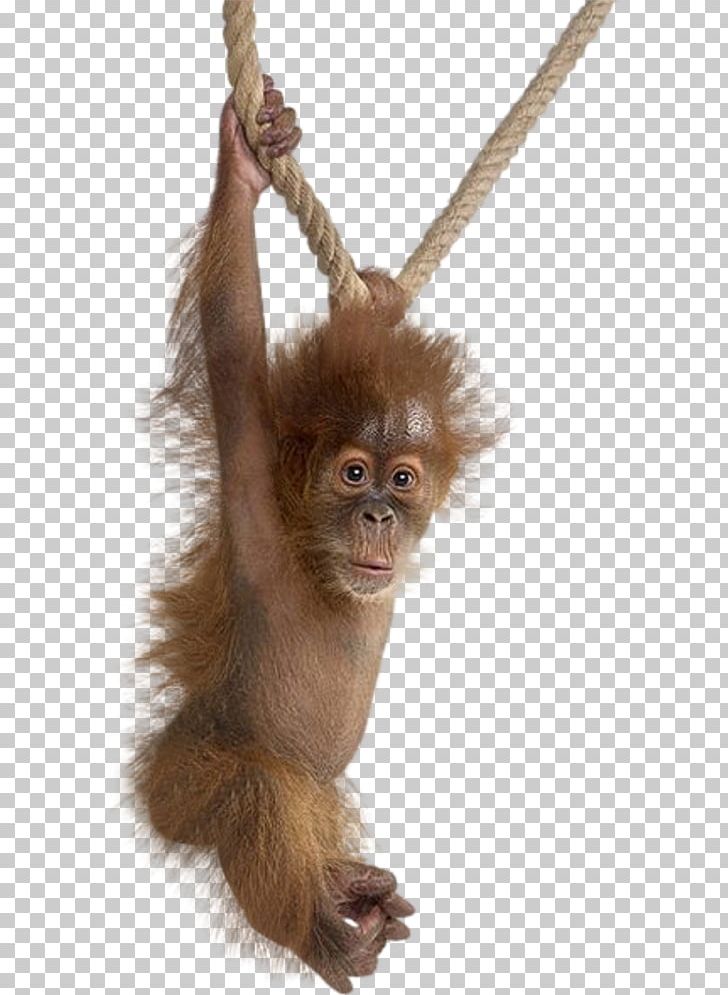 Animals On White Gorilla Primate Wildlife Monkey PNG, Clipart, Animal, Animals, Ape, Bornean Orangutan, Fur Free PNG Download