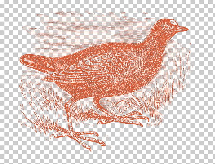 Beak Goose Cygnini Duck Bird PNG, Clipart, Anatidae, Animals, Beak, Bird, Canada Goose Free PNG Download