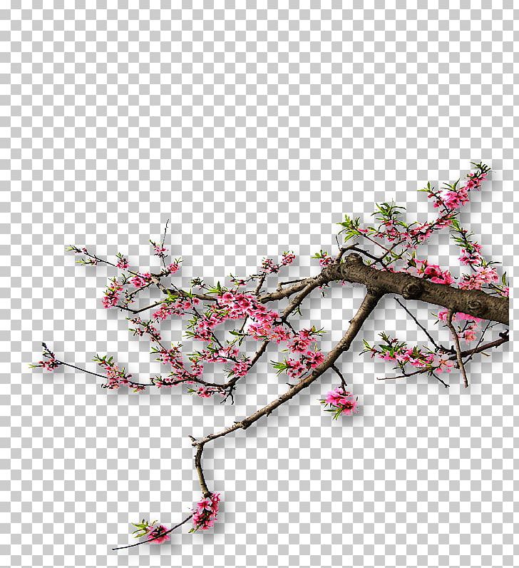 Cherry Blossom PNG, Clipart, Blossom, Blossoms, Branch, Branches, Cherry Blossom Free PNG Download