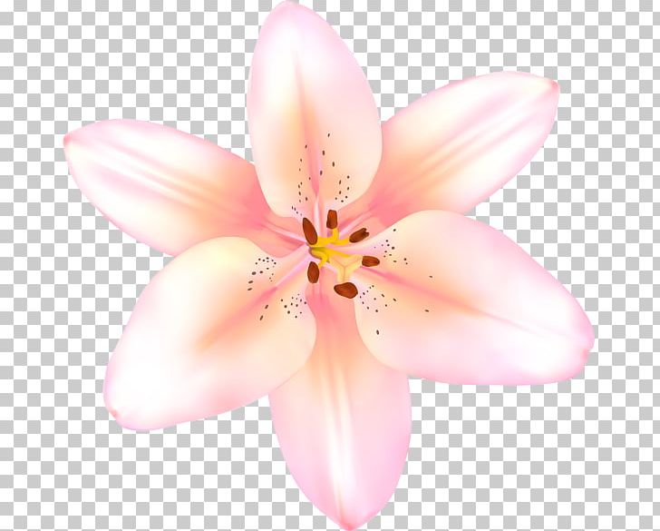 Lilium PNG, Clipart, Beauty Studio, Computer Wallpaper, Desktop Wallpaper, Flower, Flowering Plant Free PNG Download