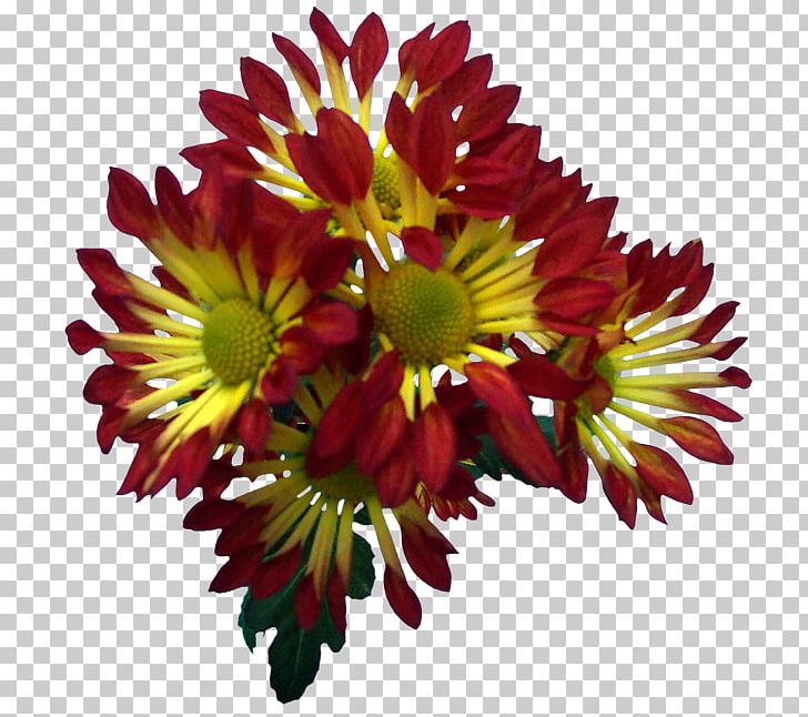 Blanket Flowers Chrysanthemum Transvaal Daisy Floral Design Cut Flowers PNG, Clipart, Albert Camus, Annual Plant, Blanket, Blanket Flowers, Chrysanthemum Free PNG Download
