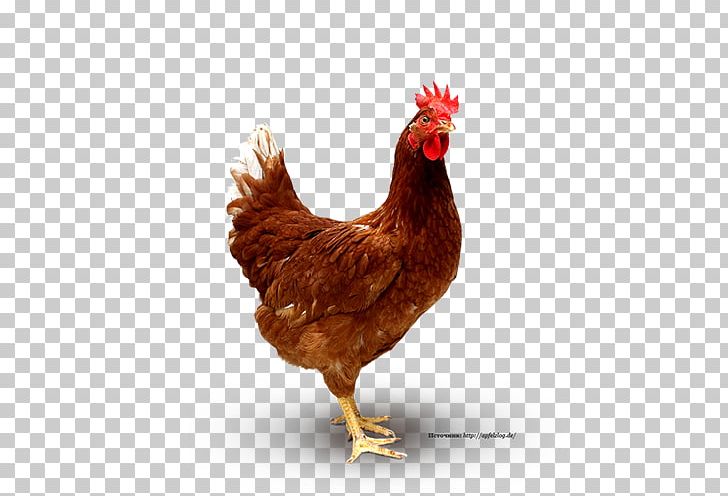 Chicken Curry Broiler Poultry Chicken As Food PNG, Clipart, Animals, Beak, Bird, Broiler, Chicken Free PNG Download