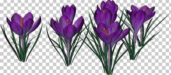 Crocus City Hall Flower PNG, Clipart, Callalily, Computer Software, Crocus, Crocus City Hall, Cut Flowers Free PNG Download