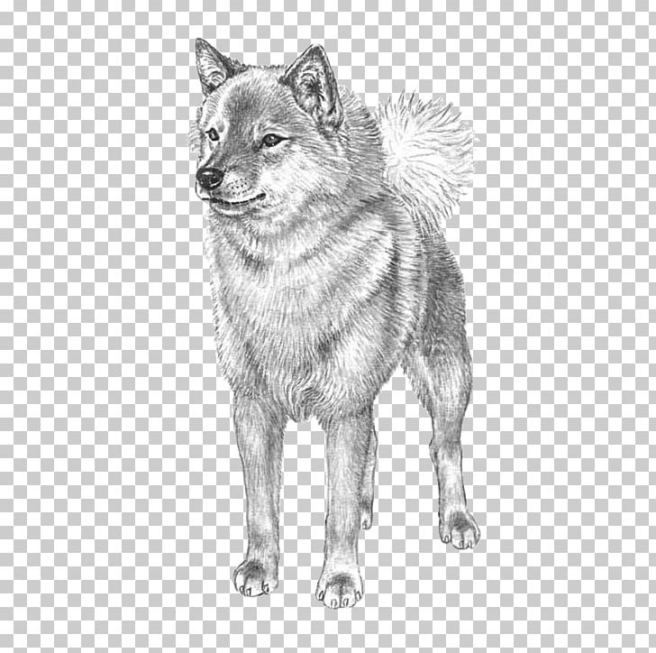 Finnish Spitz Norwegian Elkhound Czechoslovakian Wolfdog Dog Breed Akita PNG, Clipart, Artwork, Black And White, Breed, Breeding Program, Carnivoran Free PNG Download