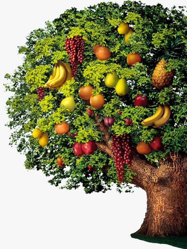 Fruit Trees PNG, Clipart, Fruit, Fruit Clipart, Fruit Clipart, Fruits, Fruit Tree Free PNG Download
