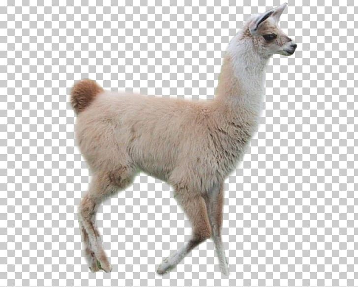 Llama In My Living Room Camel Cuteness PNG, Clipart, Alpaca, Animal, Animals, Aronchupa, Camel Free PNG Download