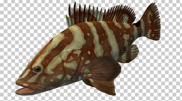 Marine Biology Fauna Terrestrial Animal Fish PNG, Clipart, Animal, Biology, Fauna, Fish, Leatherback Sea Turtle Free PNG Download