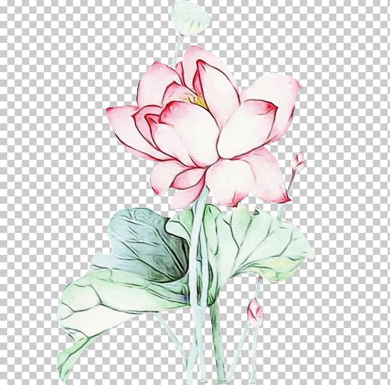 Lotus PNG, Clipart, Anthurium, Aquatic Plant, Cut Flowers, Flower, Herbaceous Plant Free PNG Download