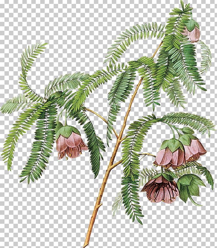 Flower Floral Design Photography PNG, Clipart, Arecales, Botanical Illustration, Botany, Branch, Conifer Free PNG Download