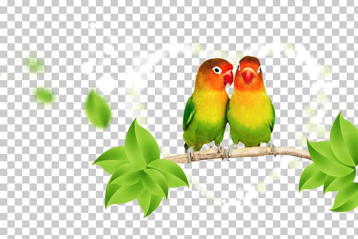 Parrot Lovebird Budgerigar PNG, Clipart, Animals, Beak, Bird, Branch, Common Pet Parakeet Free PNG Download