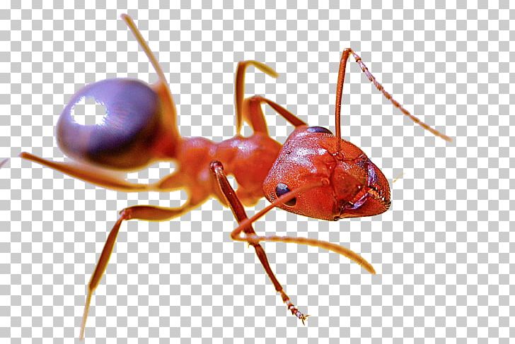 Red Imported Fire Ant Pest Control Red Harvester Ant Insect PNG, Clipart, Animal, Animal Material, Ant, Argentine Ant, Arthropod Free PNG Download