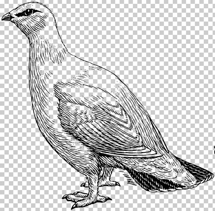 Rock Ptarmigan Willow Ptarmigan Drawing PNG, Clipart, Artwork, Bird, Chicken, Computer Icons, Download Free PNG Download