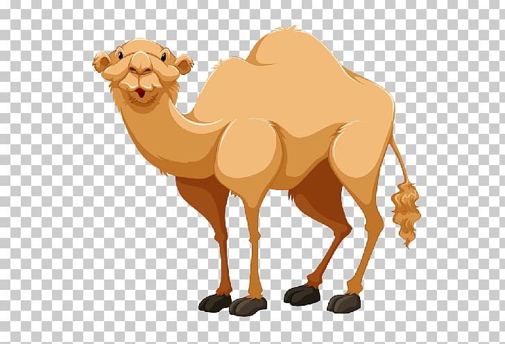 Bactrian Camel Dromedary Portable Network Graphics Open PNG, Clipart, Arabian Camel, Bactrian Camel, Camel, Camel Clipart, Camel Like Mammal Free PNG Download
