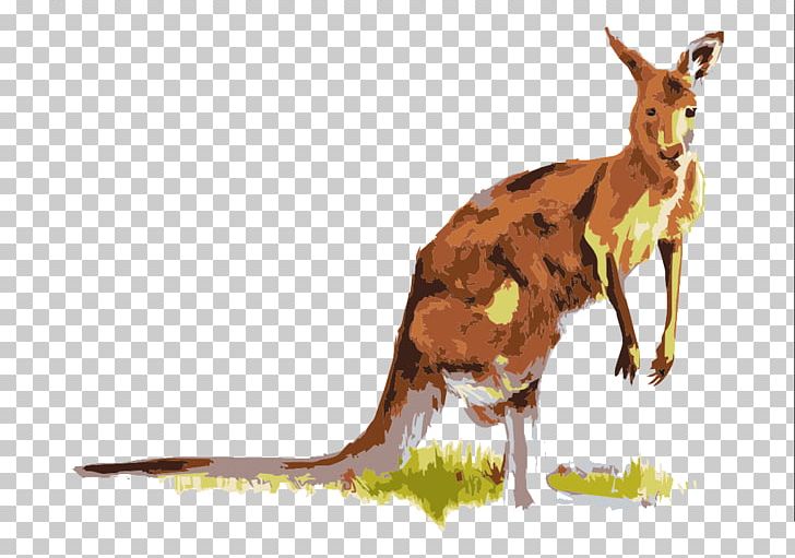 Boxing Kangaroo Macropodidae PNG, Clipart, Animal, Animals, Boxing Kangaroo, Euclidean Vector, Fauna Free PNG Download