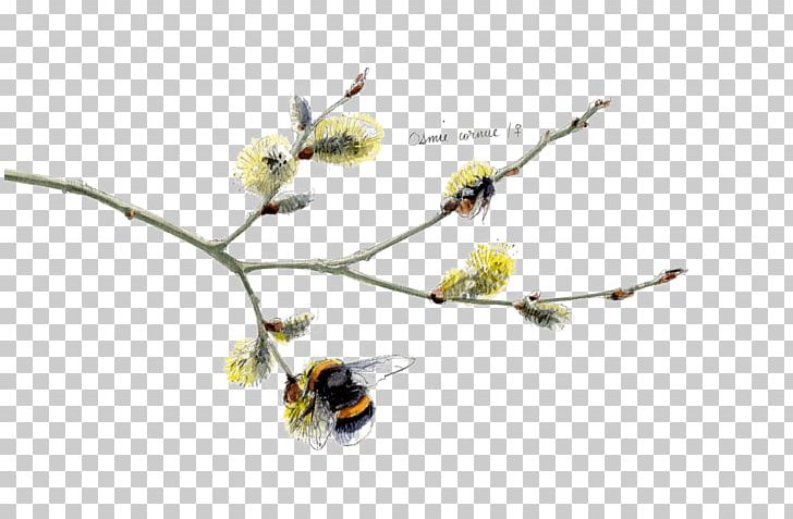 Twig Insect Plant Stem Flowering Plant PNG, Clipart, Animals, Branch, Flora, Flower, Flowering Plant Free PNG Download