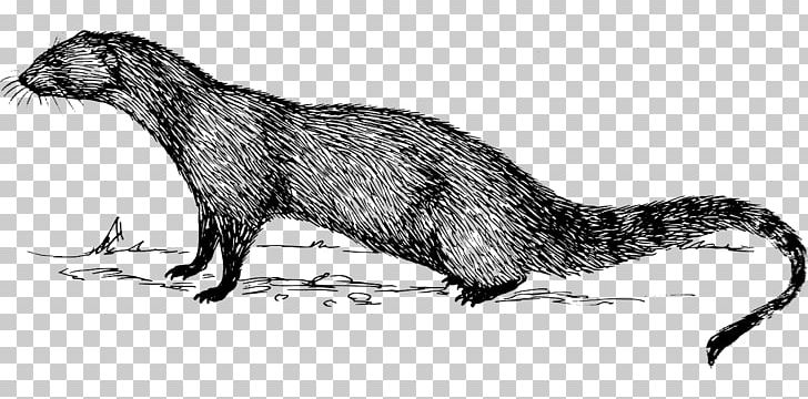 Indian Gray Mongoose PNG, Clipart, Black And White, Cape Gray Mongoose, Carnivoran, Digital Image, Drawing Free PNG Download