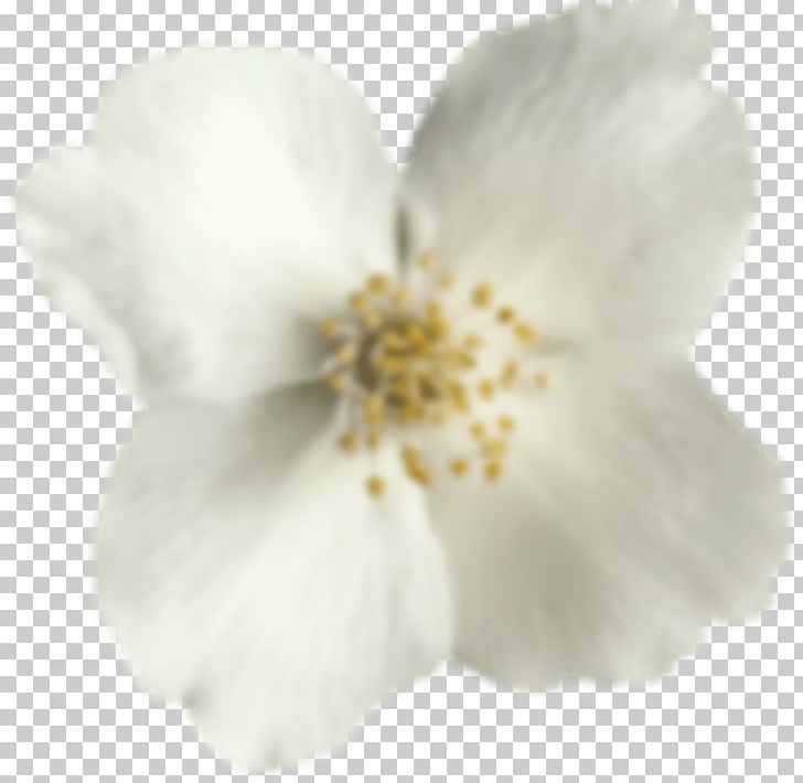 Cherry Blossom ST.AU.150 MIN.V.UNC.NR AD PNG, Clipart, Blossom, Blurred, Cherry, Cherry Blossom, Flower Free PNG Download