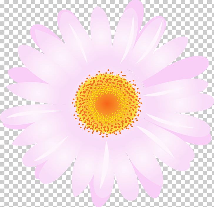 Daisy Family Chrysanthemum Argyranthemum Frutescens Transvaal Daisy Flower PNG, Clipart, Argyranthemum Frutescens, Aster, Camomile, Chrysanthemum, Chrysanths Free PNG Download