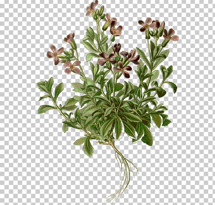Purple Rock Cress Drawing Stock Photography Alamy PNG, Clipart, Alamy, Aubrieta, Botanical Illustration, Botany, Branch Free PNG Download