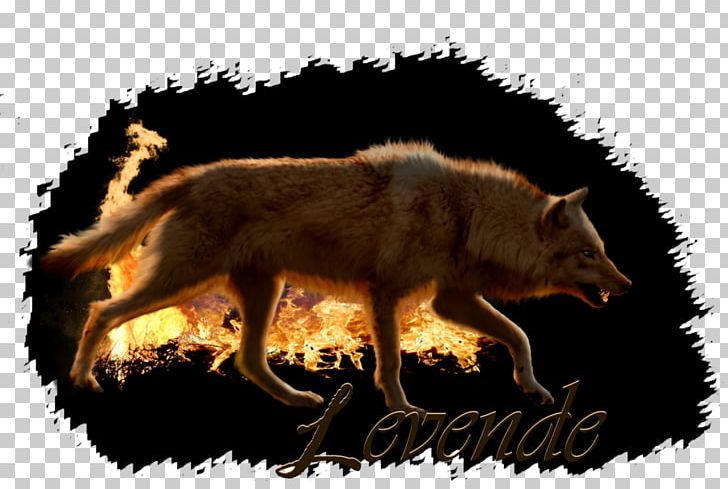 Red Fox Coyote Dog Jackal Alaskan Tundra Wolf PNG, Clipart, Alaskan Tundra Wolf, Animals, Canidae, Canis, Carnivoran Free PNG Download