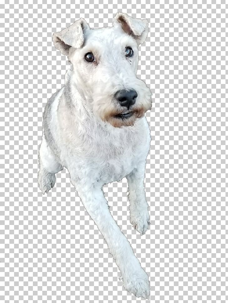 Wire Hair Fox Terrier Lakeland Terrier Dog Breed La Grande Countryside Kennels PNG, Clipart, Breed, Carnivoran, Dog, Dog Breed, Dog Daycare Free PNG Download