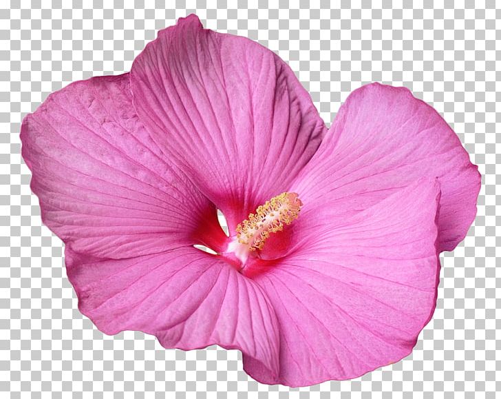 Hibiscus Flower TIFF PNG, Clipart, Chinese Hibiscus, Datenmenge, European Horsechestnut, Flower, Flowering Plant Free PNG Download
