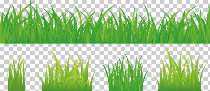 Stock Photography Stock Illustration Illustration PNG, Clipart, Background Green, Chrysopogon Zizanioides, Commodity, Computer Wallpaper, Drawing Free PNG Download